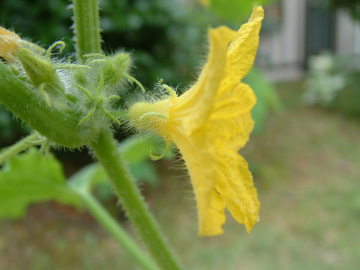 キュウリの雄花