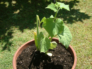 キュウリの苗の植え付け
