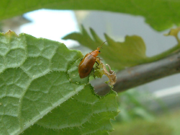ウリハムシにキュウリの葉が食べられる