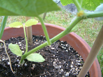 キュウリのわき芽かき後