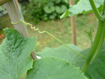 キュウリの誘引