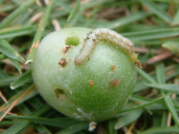 害虫によるミニトマトの食害
