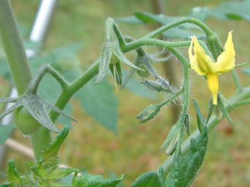 ミニトマトの花房