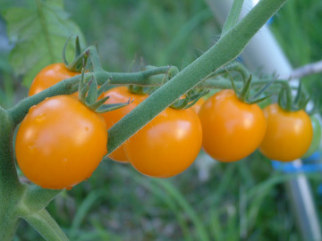 ミニトマト（キラーズ）の実