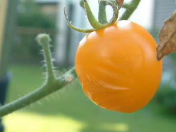 害虫によるミニトマトの食害