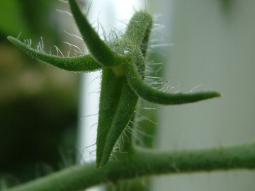 着果不良のミニトマト