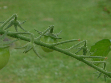 落花してしまうミニトマトの花