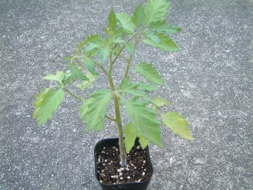 ミニトマトの苗