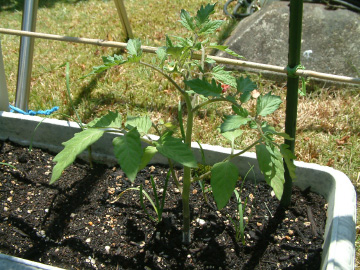 ミニトマトの苗の植え付け