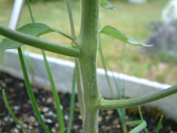 ミニトマトのわき芽かき後