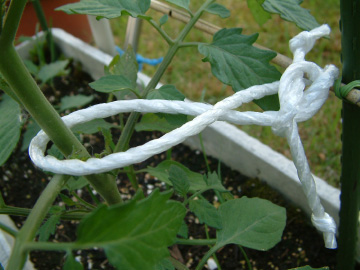 ミニトマトの誘引