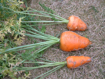 プランター栽培で収穫したニンジン(時なし三寸)
