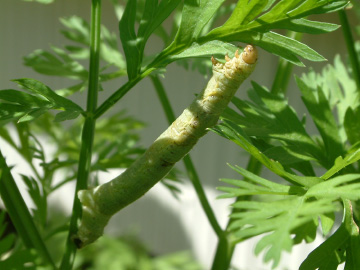 ニンジンの葉を食べていたヨモギエダシャクの幼虫