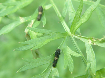 ニンジンの葉を食べていたキアゲハの幼虫
