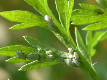 ニンジンの葉についていたニンジンアブラムシ