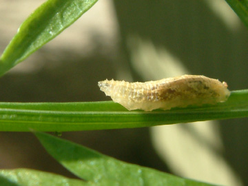 アブラムシの天敵のヒラタアブの幼虫