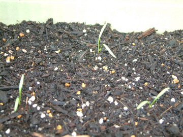 ニンジンの種の発芽