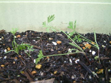 ニンジンの間引き前