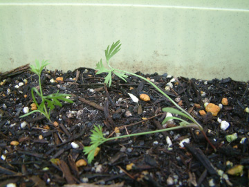 ニンジンの間引き後