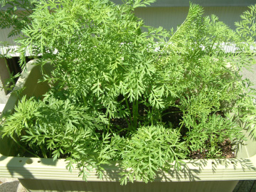 生長したニンジン