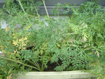 収穫適期のニンジン