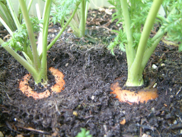 肩が張って収穫適期のニンジン