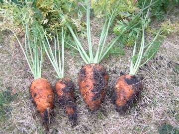 掘り出して収穫したニンジン