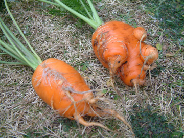 岐根のニンジン