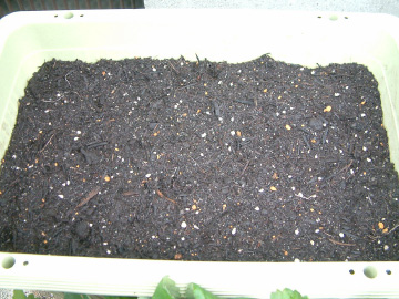 ニンジンの種撒き