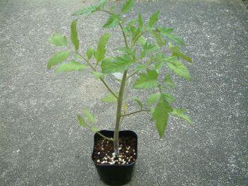 大玉トマトの苗