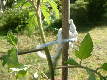 大玉トマトの誘引