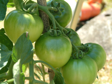 大玉トマト(ホーム桃太郎)の熟していない実