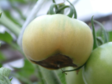 尻腐れ病になった大玉トマト