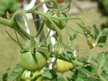 トマトトーン処理後の大玉トマトの房