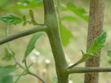 大玉トマトのわき芽かき前