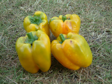 プランター栽培で収穫したパプリカ