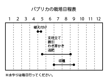 パプリカの栽培日程表