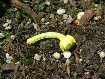 花が咲いた後にすぐ実が枯れるパプリカ