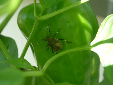 実の汁を吸う大きいカメムシ