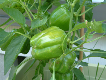 花が咲いて1カ月後のパプリカ