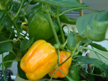 パプリカの実
