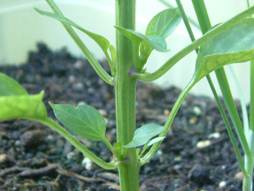 パプリカのわき芽かき前