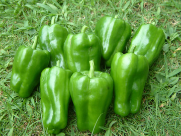 プランター栽培で収穫したピーマン(京みどり)