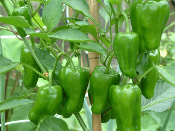 ピーマン（京みどり）の実