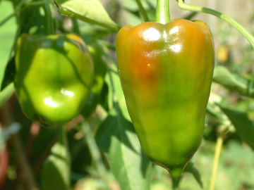 赤く熟したピーマン