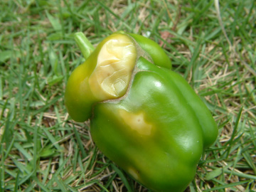 部分的に腐敗しはじめたピーマン