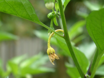 花が咲いた後にすぐ実が枯れるピーマン