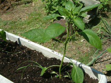 ピーマンの苗の植え付け
