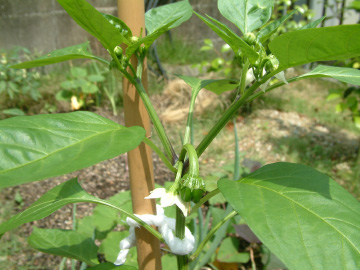 ピーマンの仕立て方