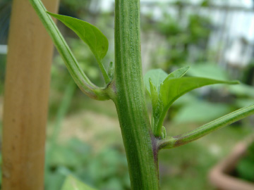 ピーマンのわき芽かき前